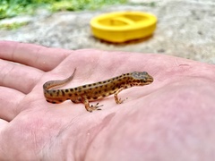 Lissotriton lantzi