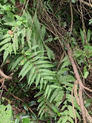 Woodwardia japonica