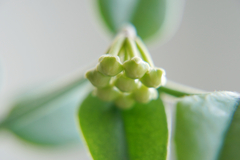 Hoya bella