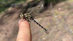 Onychogomphus forcipatus