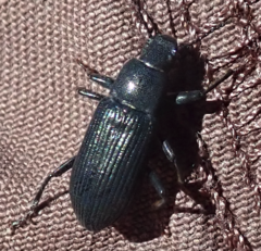 Xylopinus saperdoides