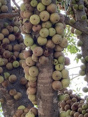 Ficus sansibarica