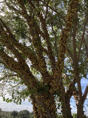 Ficus sansibarica
