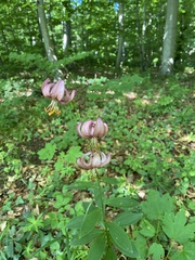 Lilium martagon