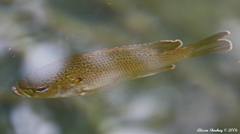 Lepomis punctatus