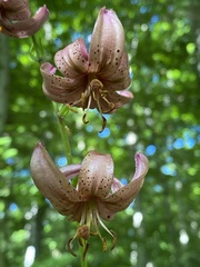 Lilium martagon