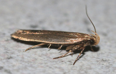 Acompsia cinerella