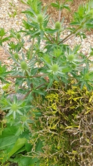 Eryngium planum