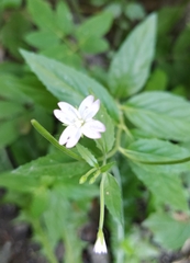 Epilobium montanum