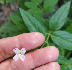 Epilobium montanum