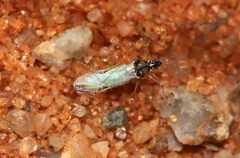 Micrometacanthus trichoferus