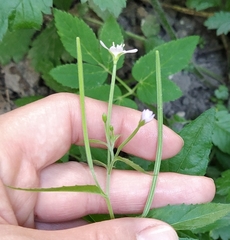 Epilobium montanum