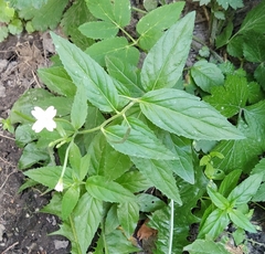 Epilobium montanum