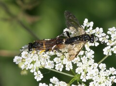 Macrophya montana