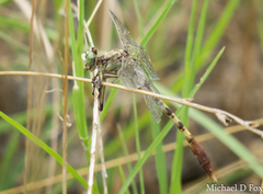 Arigomphus submedianus