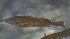 Lepomis punctatus