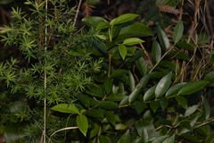 Cyclophyllum