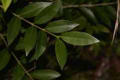 Cyclophyllum
