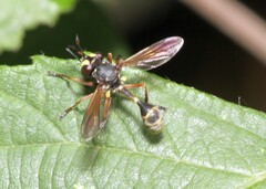 Physocephala rufipes