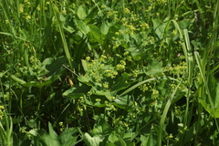 Alchemilla leiophylla
