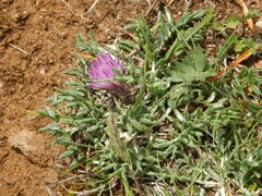 Jurinea humilis