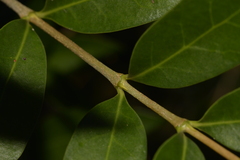Cyclophyllum
