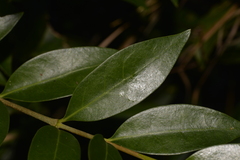 Cyclophyllum