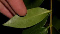 Cyclophyllum