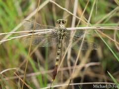 Arigomphus submedianus