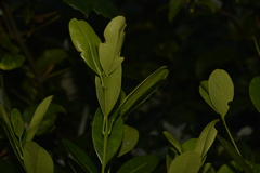 Acronychia littoralis