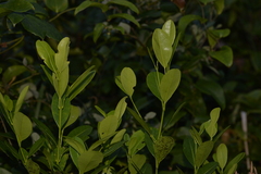 Acronychia littoralis