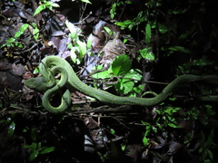 Craspedocephalus gramineus