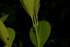 Acronychia littoralis
