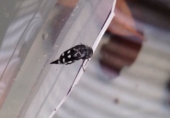 Hoshihananomia octopunctata