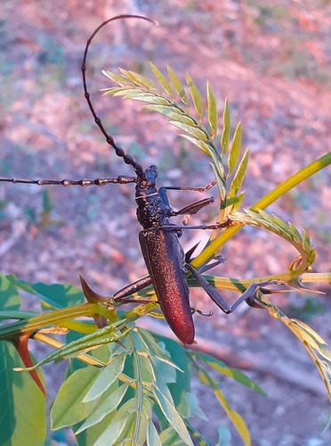 fuzáč veľký (Cerambyx cerdo)