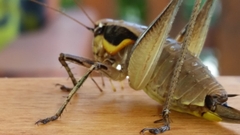 Eupholidoptera smyrnensis