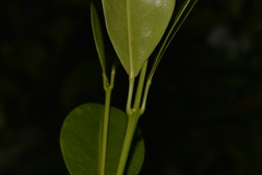 Acronychia littoralis