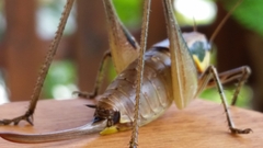 Eupholidoptera smyrnensis