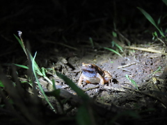 Microhyla nilphamariensis