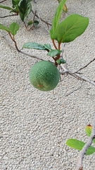 Ficus pumila