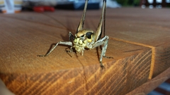 Eupholidoptera smyrnensis