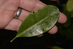 Acronychia littoralis