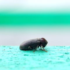 Anobium punctatum