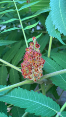 Rhus typhina