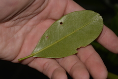 Acronychia littoralis