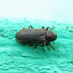 Anobium punctatum