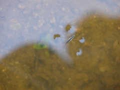 Limnoporus canaliculatus