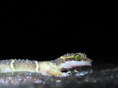 Cyrtodactylus deccanensis