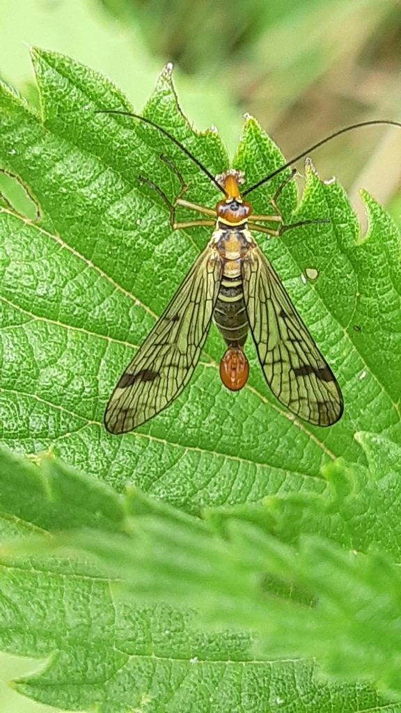 Panorpa cognata