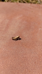 Sphingonotus rubescens
